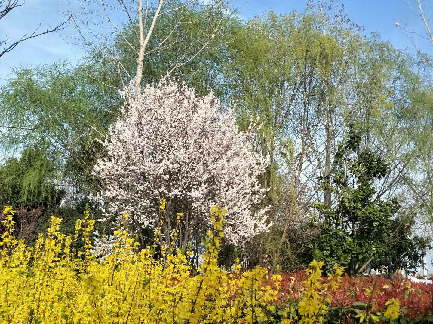 春天里，我們一起來看花