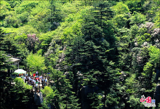 安徽黃山“高山玫瑰”盛開(kāi) 進(jìn)入最佳觀賞期 安徽黃山“高山玫瑰”盛開(kāi) 進(jìn)入最佳觀賞期