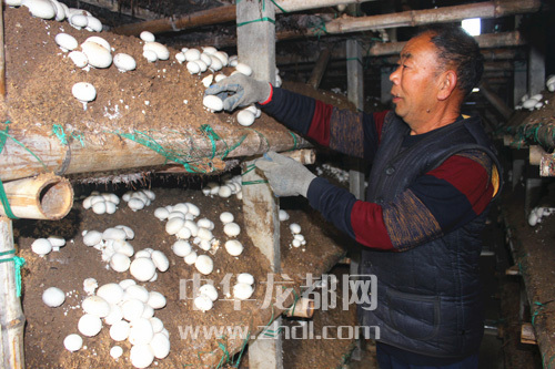 周口項(xiàng)城：食用菌種植基地內(nèi)，工人正在查看雙孢菇長(zhǎng)勢(shì)