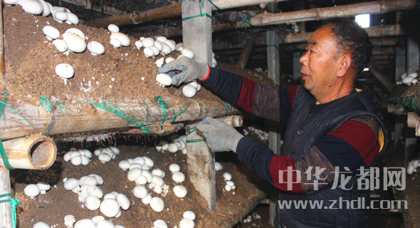 周口項城：食用菌種植基地內(nèi)，工人正在查看雙孢菇長勢